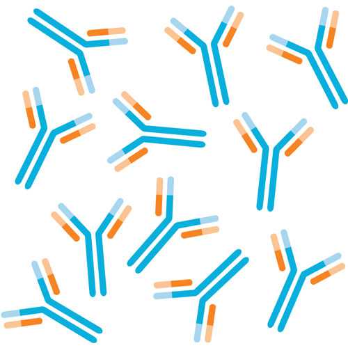 Strukturbild von Omalizumab