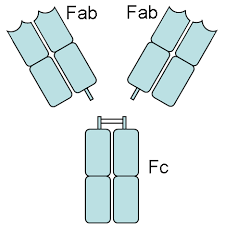 Strukturbild von Spez.-FAB-Antikörperfragmente