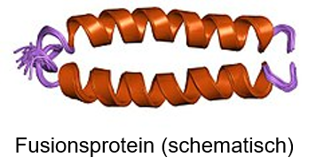 Strukturbild von Etanercept